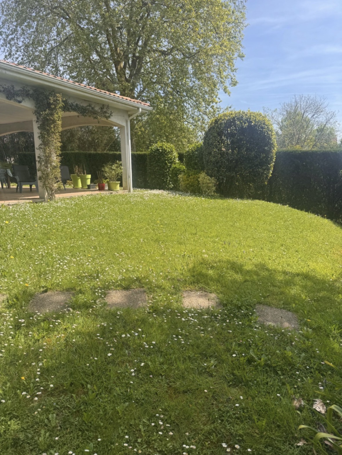 Jardin avant entretien - herbes hautes